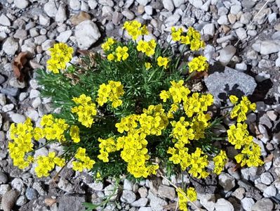 In fiecare zi apare ceva nou inflorit in gradina; Nu stiu cum se numeste, il am de un an si l-am plantat la soare intr-o bordura cu pietricele chiar pe langa casa unde doar arareori ajunge ploaia. Si totusi traieste si infloreste primavara.
