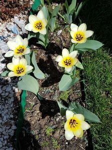 Lalele Fosteriana "Concerto"