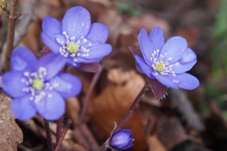 Popalnic iepuresc; 07.04.2017
