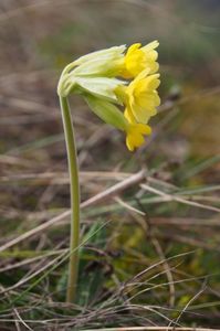 Ciubotica cucului; 07.04.2018
