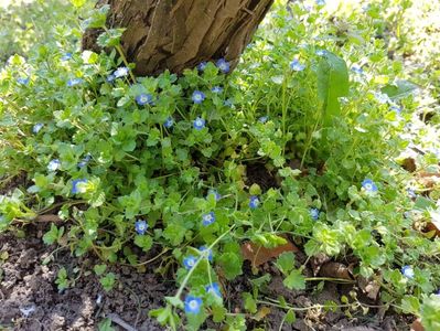 buruiana asta o am peste tot, in gradina si nu reusesc sa scap de ea