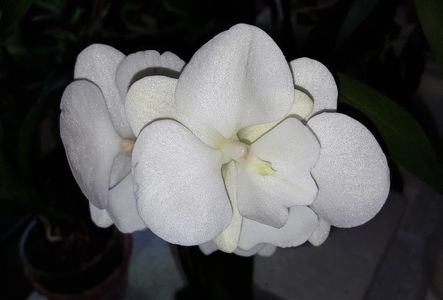 Big Lip Pure White