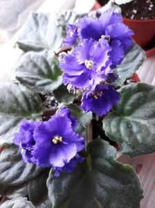 Violete Africane; Necunoscută cadou de 8martie de la Paulica!
