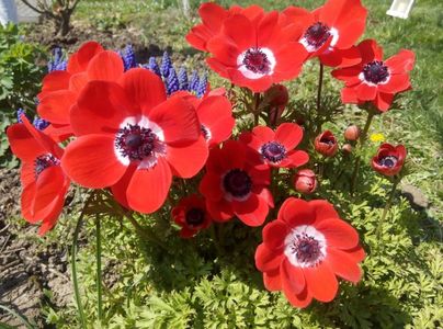 10 aprilie-anemone