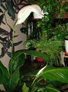 SpathiphyllumWallisii-Crinul Păcii