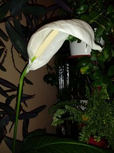 SpathiphyllumWallisii-Crinul Păcii