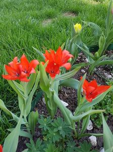 Iar azi deja s-au cam uscat...e soarele prea puternic!