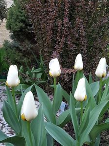 Lalelele Concerto inca rezista