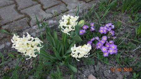 a dus la explozia florala mult asteptata