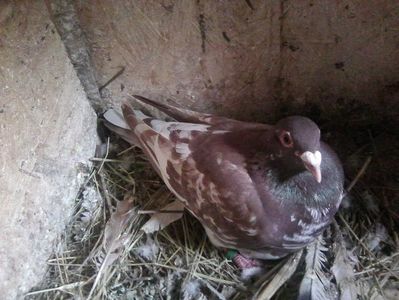 mascul-2017; meulemans.septembrie 2019.
