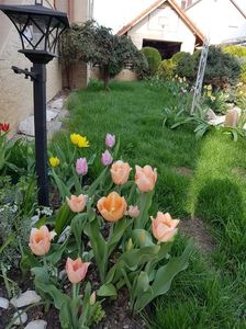 Lalele Apricot Beauty-preferatele mele.