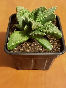 Faucaria tuberculosa