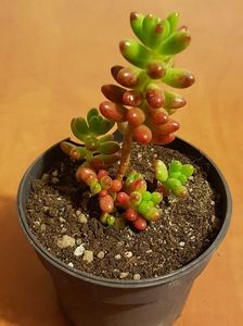 Sedum rubrotinctum; Jelly-bean plant -exact asa si arata!
