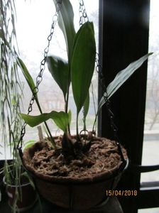 Stanhopea Nigroviolacea