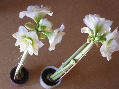 Amaryllis alb dublu