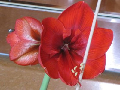 Amaryllis rosu floare simpla