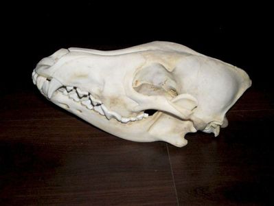 Craniu de lup_3