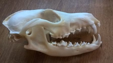 Craniu de vulpe_1