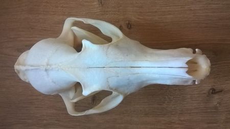 Craniu de vulpe_3