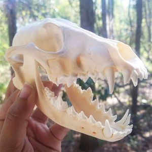 Craniu de sacal_1