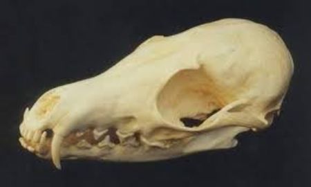 Craniu de sacal_4