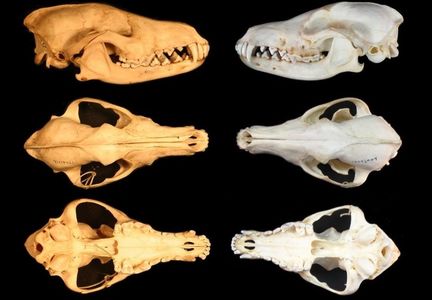 Craniu de sacal_5