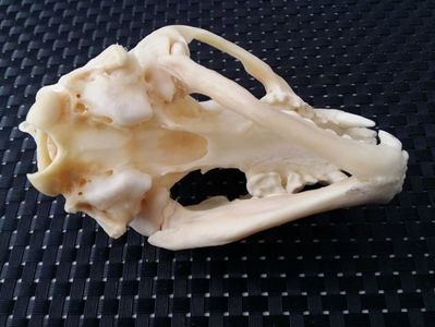 Craniu de bursuc_6