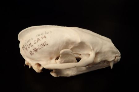 Craniu de bursuc _7