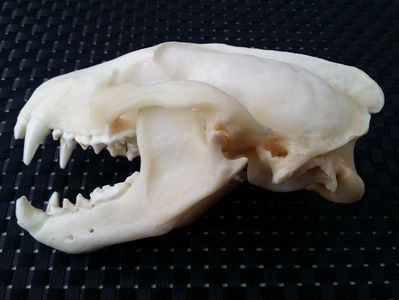 Craniu de viezure_3