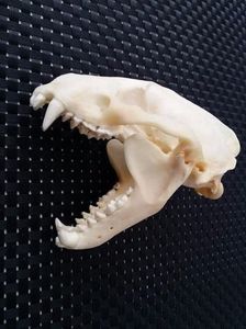 Craniu de viezure_1