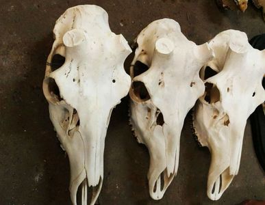 Cranii de cerb_3; Se preteaza foarte bine pentru refacerea unui trofeu de vanatoare, daca aveti deja o pereche de coarne frumoase de cerb .
