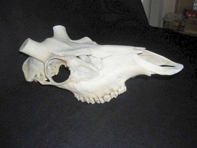 Craniu de cerb_6