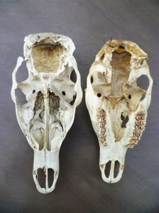 Cranii de cerb_2.1