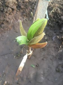 ; Boboc magnolie Sunsation
