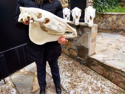 Craniu de cal_C126 ( Horse Skull )