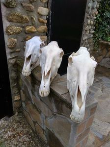 Craniu de cal_C128 ( Horse Skull )