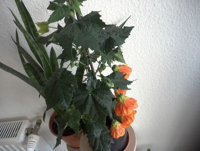 WIN_20180415_103159