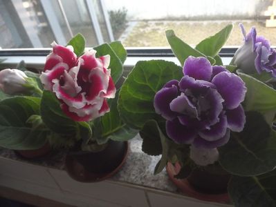 WIN_20180415_103736