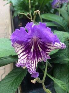 Streptocarpus ‘Edmund’