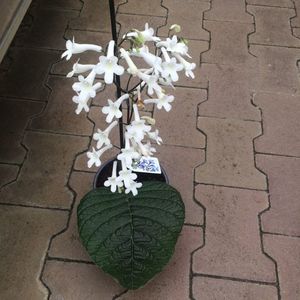 Streptocarpus parfuflora; Are un parfum suav :)
