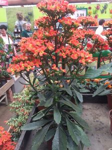 Kalanchoe Dorothy