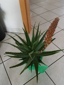 Aloe-vera arbustiva.