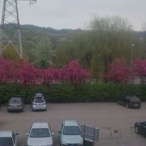 aprilie 2018; imaginea superba de pe geam , de la serviciul meu

