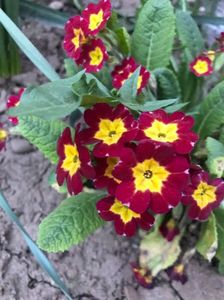 Polyanthus Red 16.04.2018