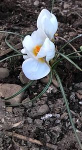 Snow Bunting 04.04.2018