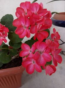 16 aprilie; muscata obtinuta, de mine, din seminte
