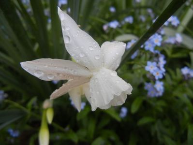 Narcissus Thalia (2018, April 13)