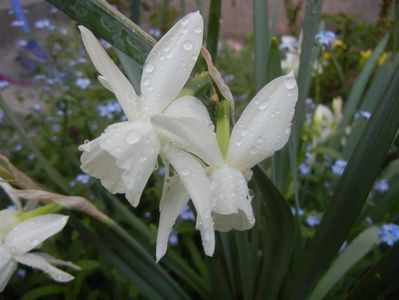 Narcissus Thalia (2018, April 13)