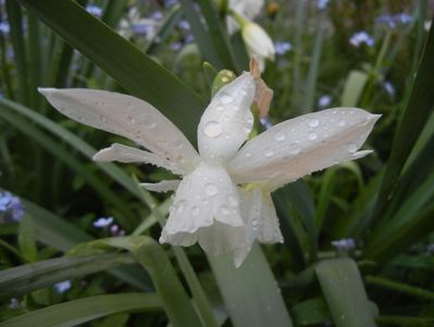 Narcissus Thalia (2018, April 13)
