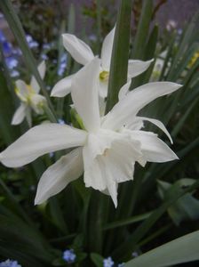 Narcissus Thalia (2018, April 14)
